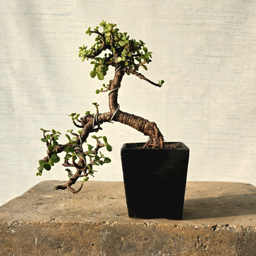 Jade Bonsai Tree Cascade-Style