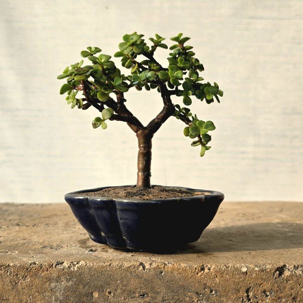 Jade Bonsai Tree
