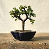 Jade Bonsai Tree