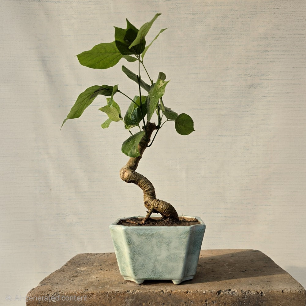 Pongamia pinnata aka Sukh Chain Bonsai Tree