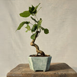 Pongamia pinnata aka Sukh Chain Bonsai Tree
