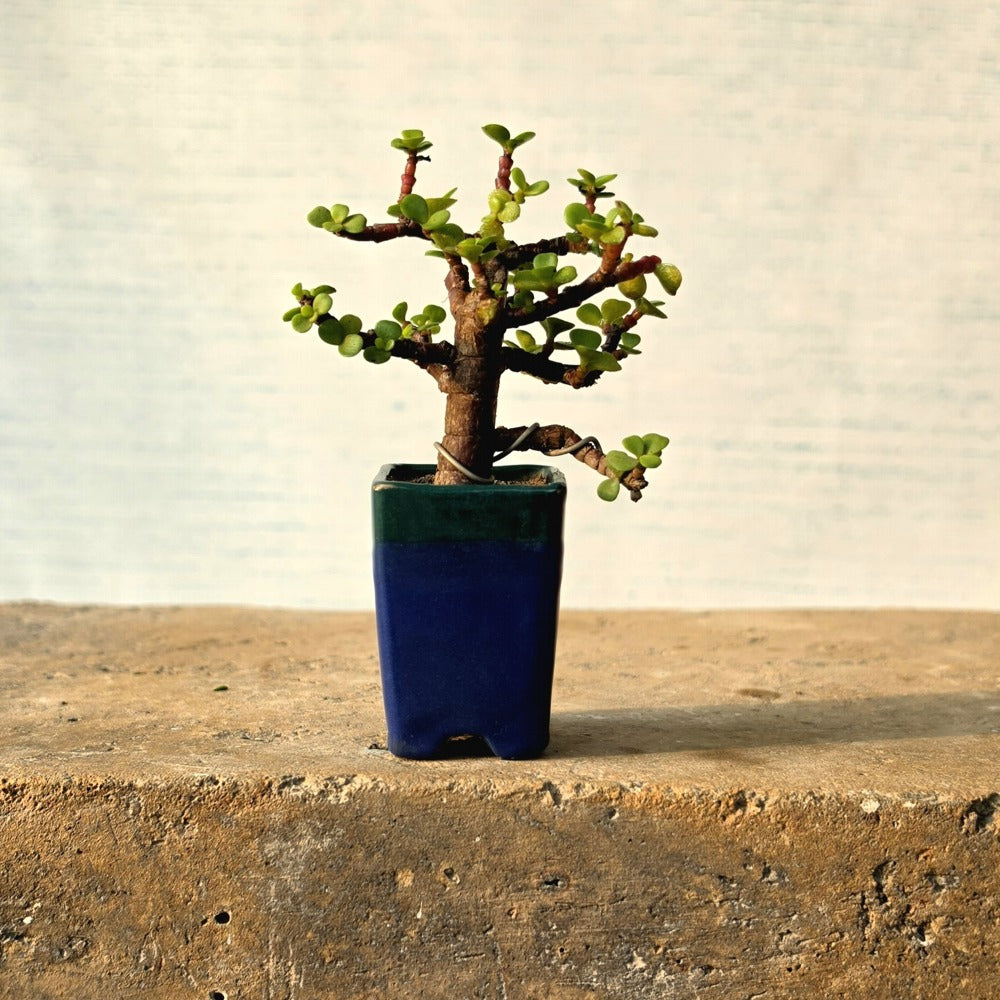 Jade Bonsai