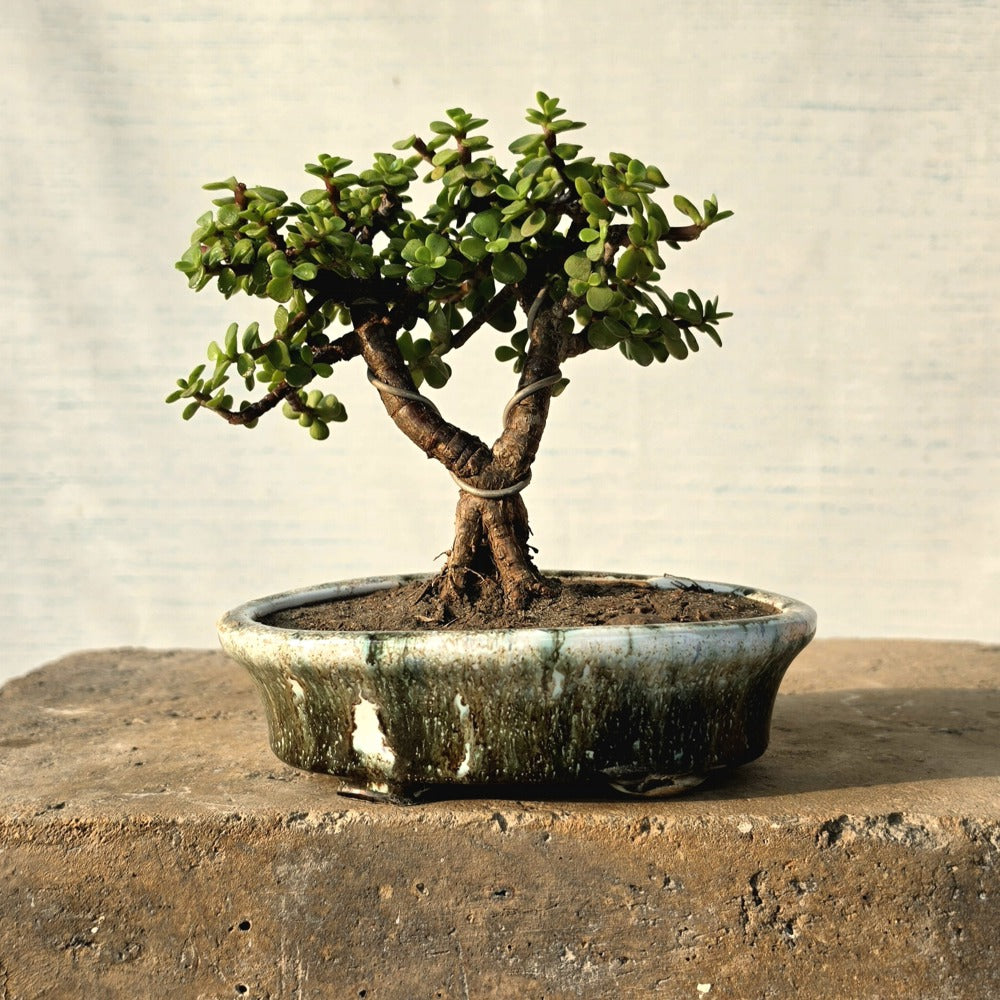 Jade Bonsai Tree
