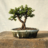 Jade Bonsai Tree