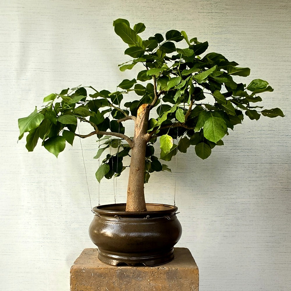 Pongamia pinnata aka Sukh Chain Bonsai Tree