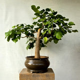 Pongamia pinnata aka Sukh Chain Bonsai Tree