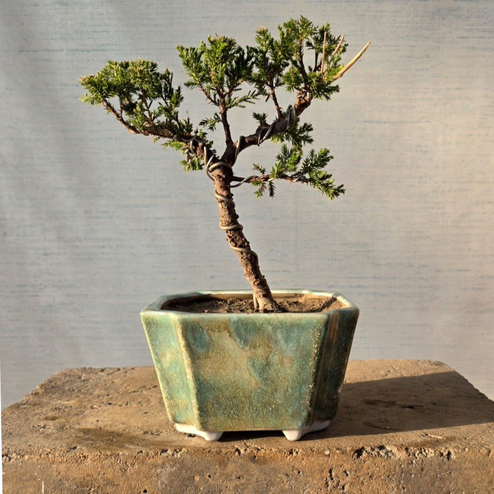 Juniper Bonsai Tree