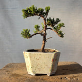 Juniper Bonsai Tree