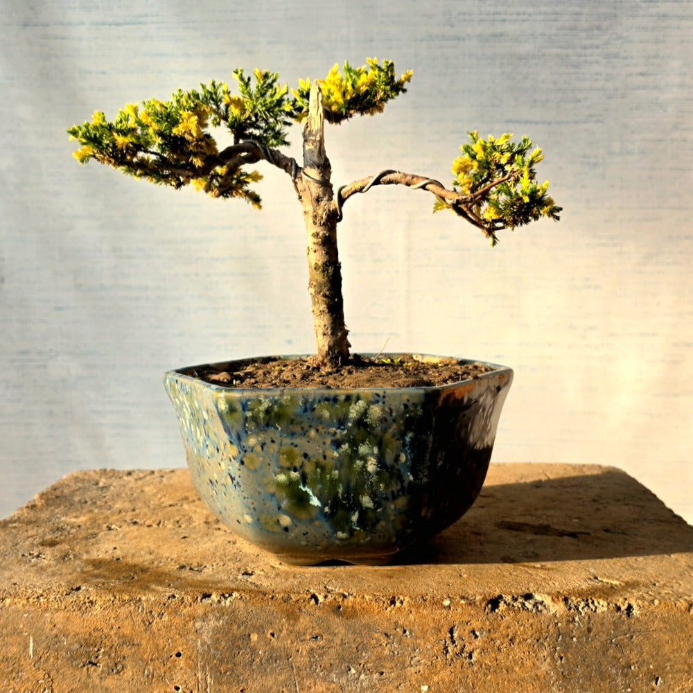 Juniper Bonsai Tree
