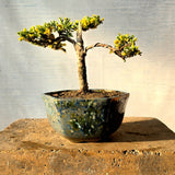 Juniper Bonsai Tree