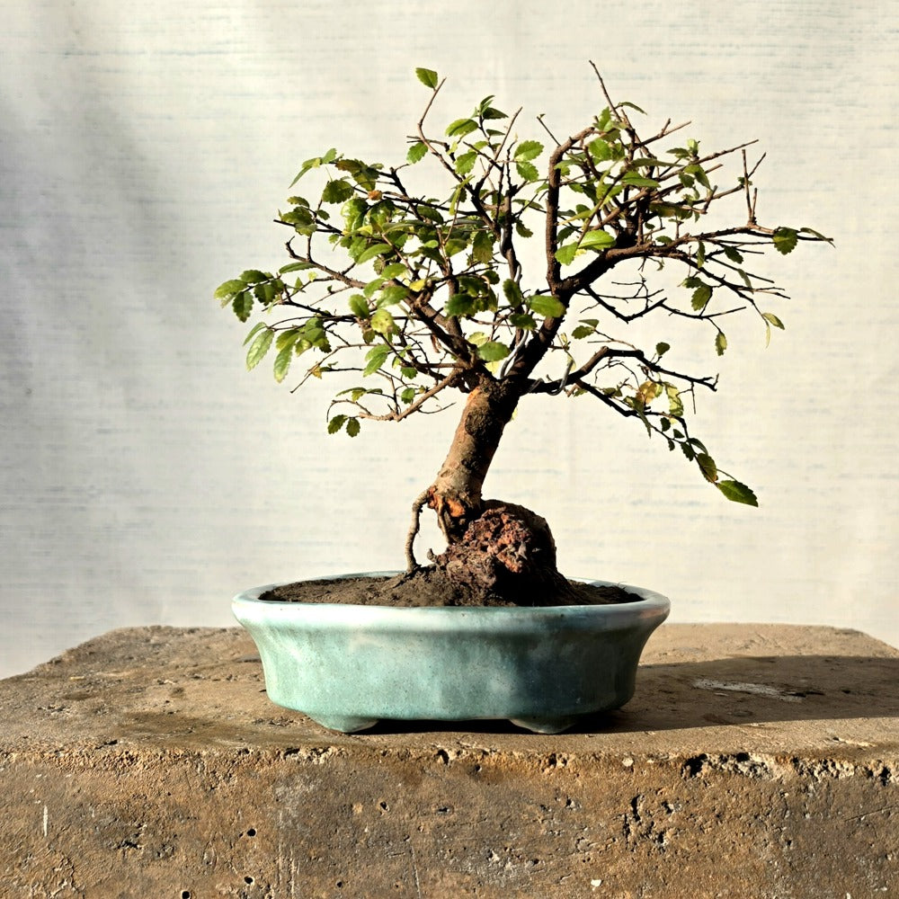 Chinese Elm Bonsai