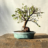 Chinese Elm Bonsai