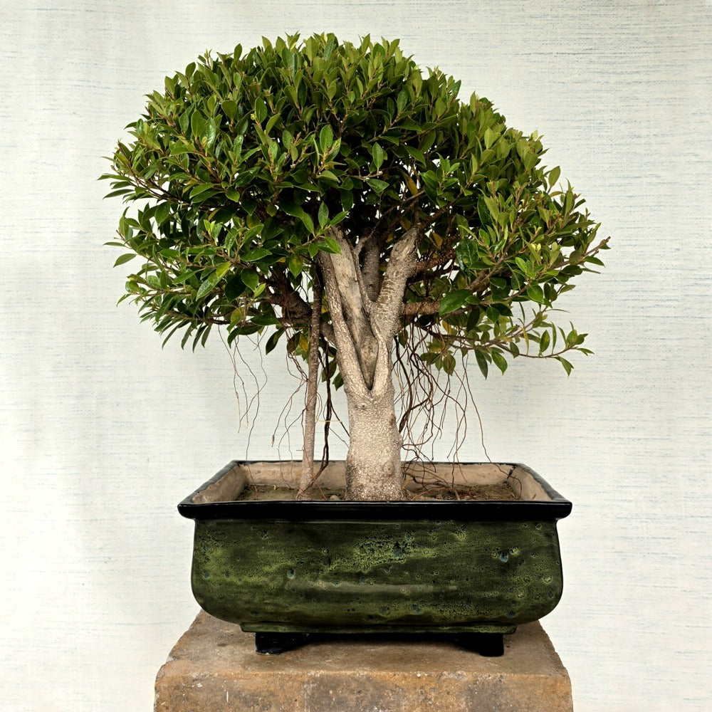 Ficus Bonsai Tree