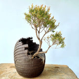 Melaleuca Bonsai Tree