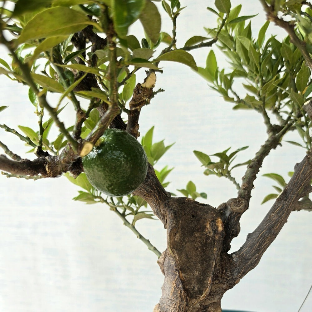 Mandarin Orange aka Narangi (Flowering & Fruiting)