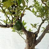 Mandarin Orange aka Narangi (Flowering & Fruiting)