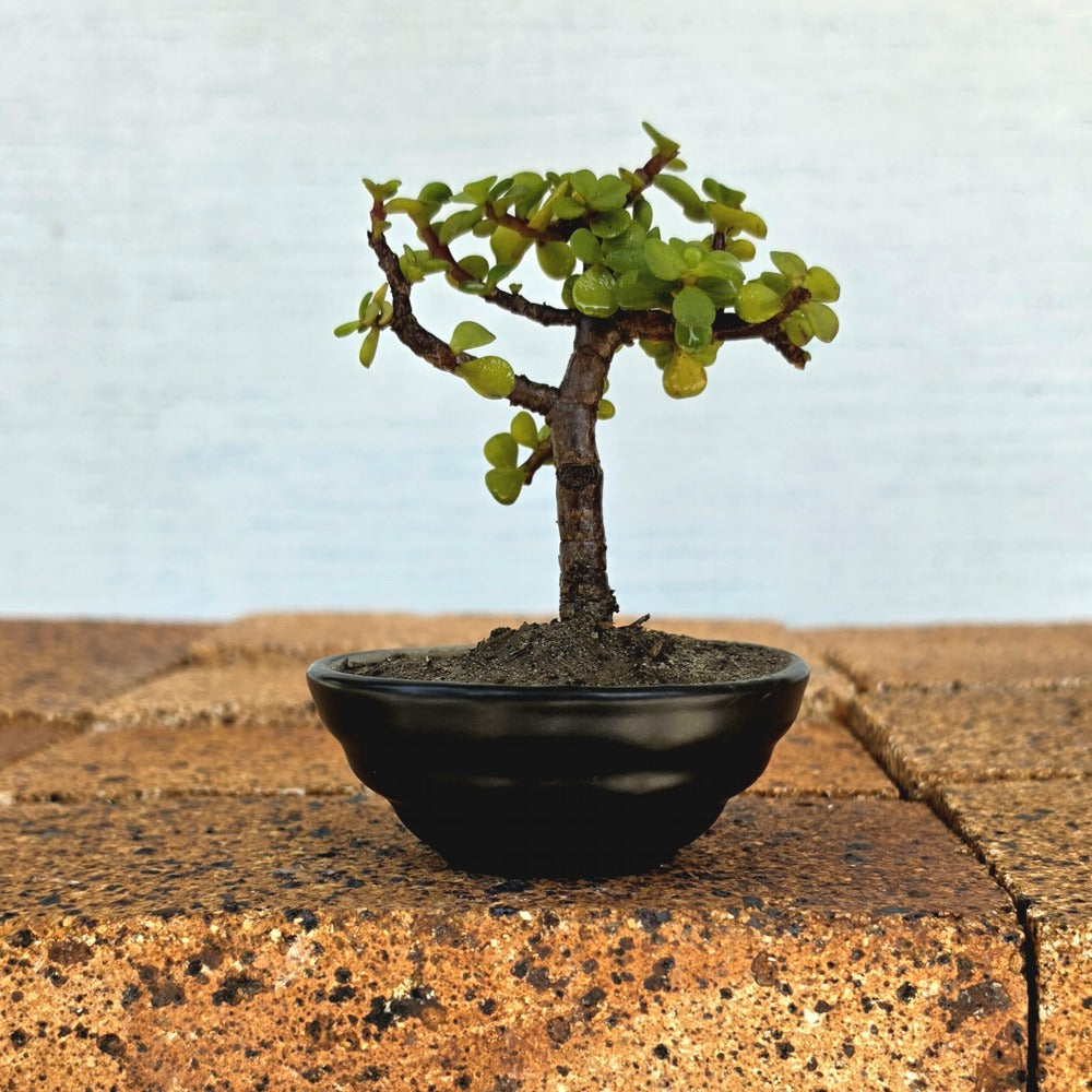 Jade Bonsai Tree