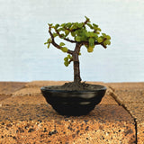 Jade Bonsai Tree