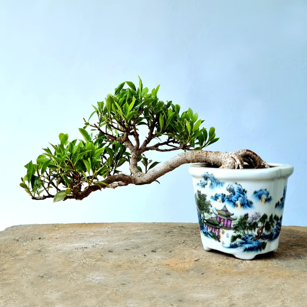 Ficus Bonsai Tree