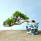 Ficus Bonsai Tree