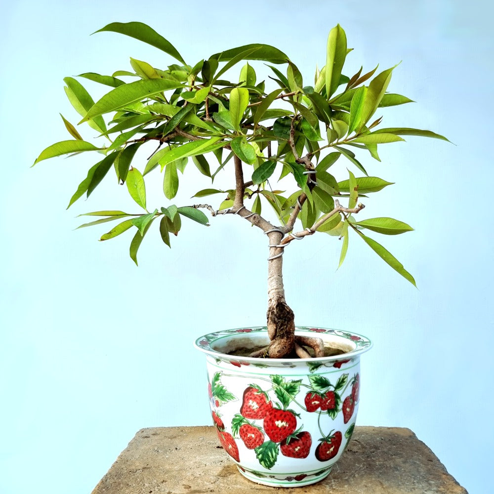 Plum Java Bonsai Tree (Fruiting)