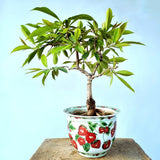 Plum Java Bonsai Tree (Fruiting)