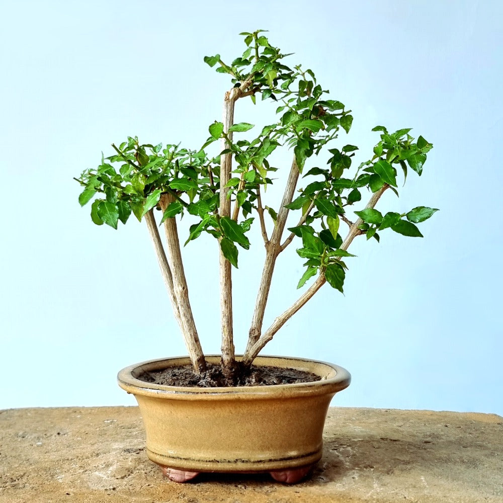 Unknown (Flowering)