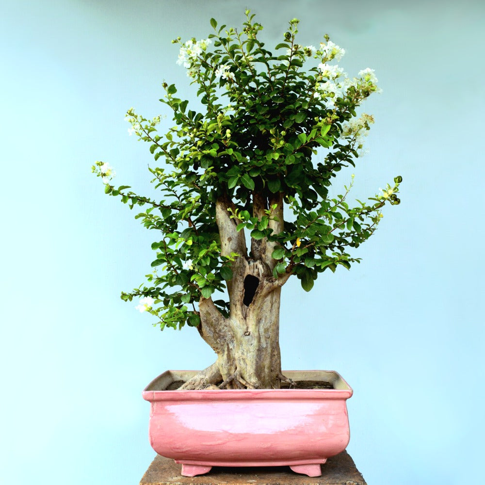 Lagerstroemia Bonsai Tree