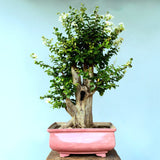 Lagerstroemia Bonsai Tree