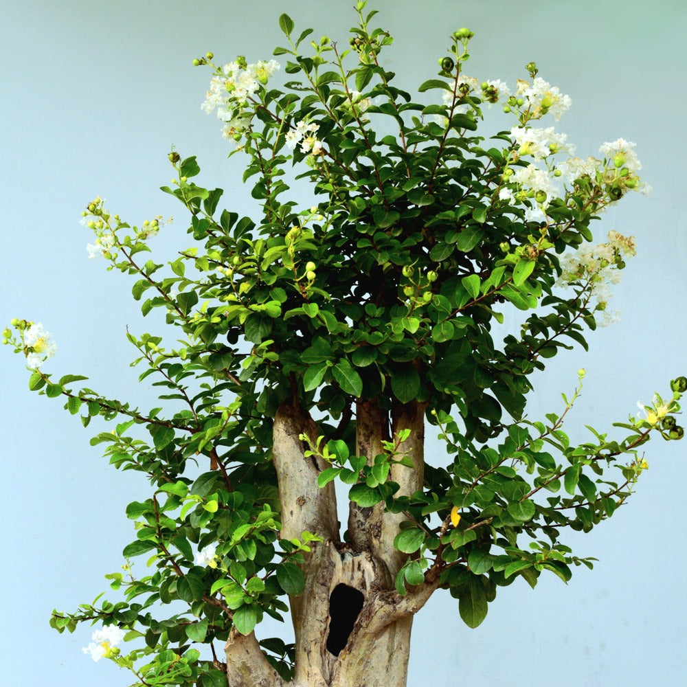 Lagerstroemia Bonsai Tree