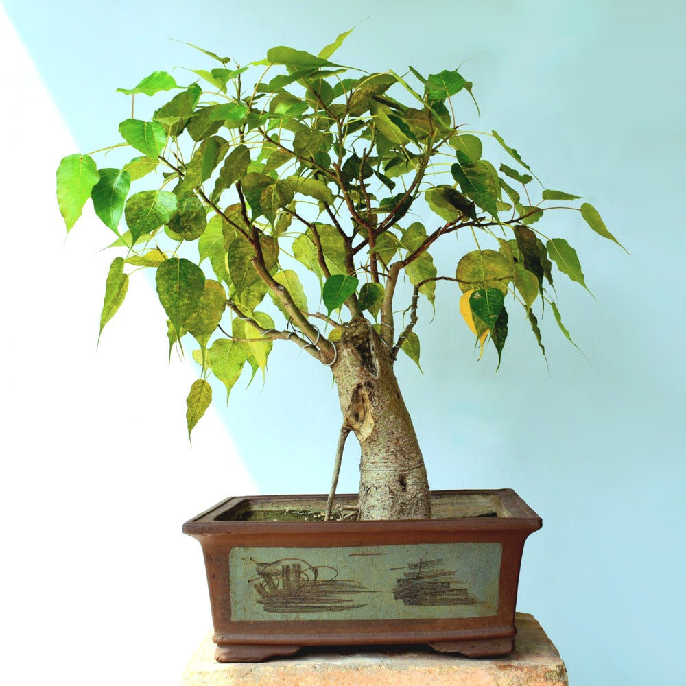 Ficus Religiosa Bonsai Tree