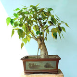 Ficus Religiosa Bonsai Tree
