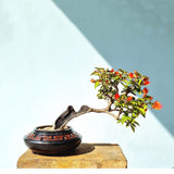 Bougainvillea Bonsai Tree