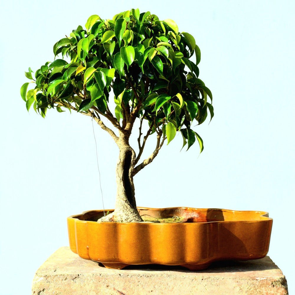 Ficus Bonsai Tree