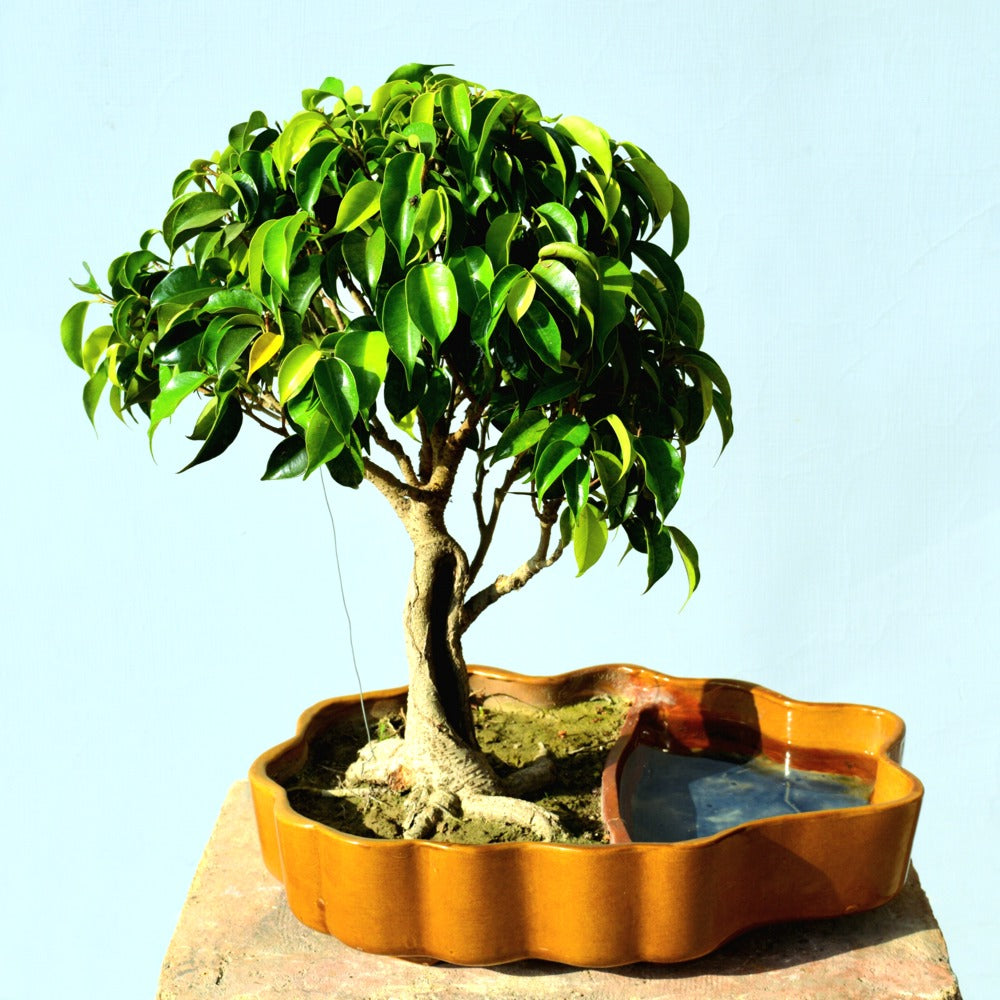 Ficus Bonsai Tree