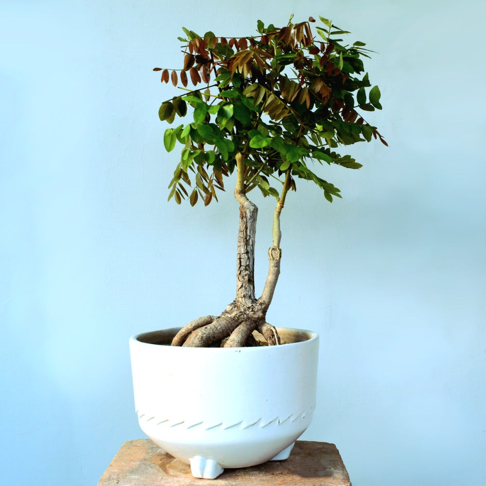 Wisteria Bonsai Tree (Flowering)