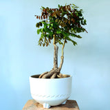 Wisteria Bonsai Tree (Flowering)
