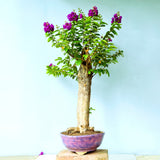 Lagerstroemia Bonsai Tree