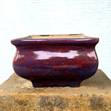 Square Bonsai Pot 24cm x 15.5cm