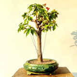 Bougainvillea Bonsai Tree