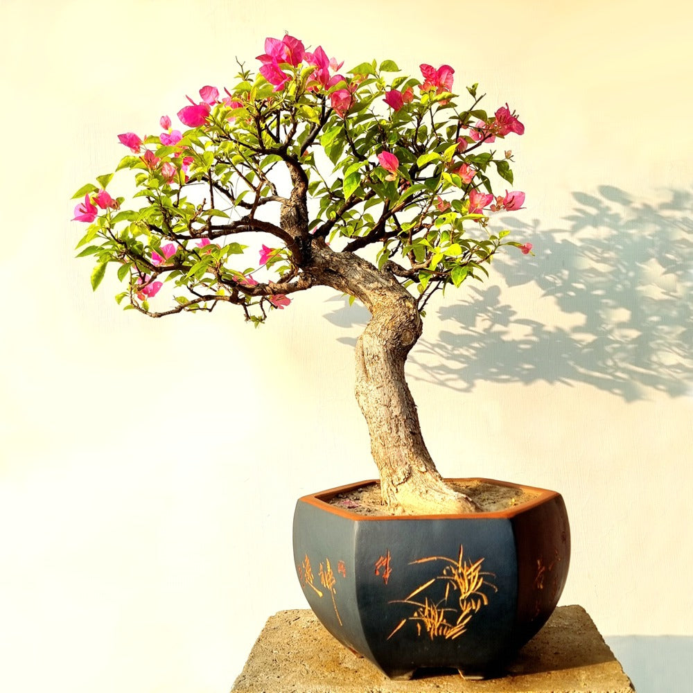 Bougainvillea Bonsai Tree