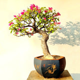 Bougainvillea Bonsai Tree