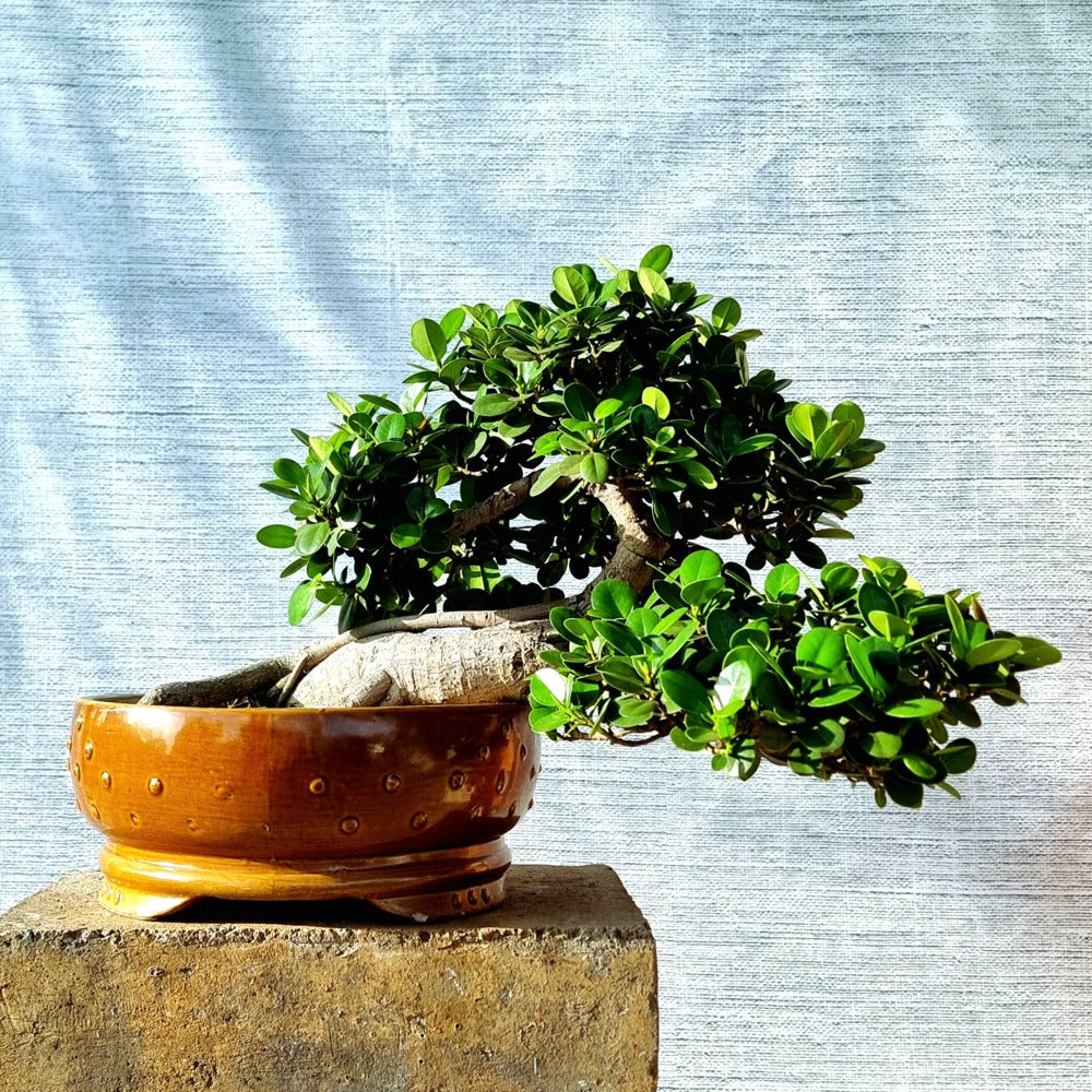 Ficus Bonsai Tree