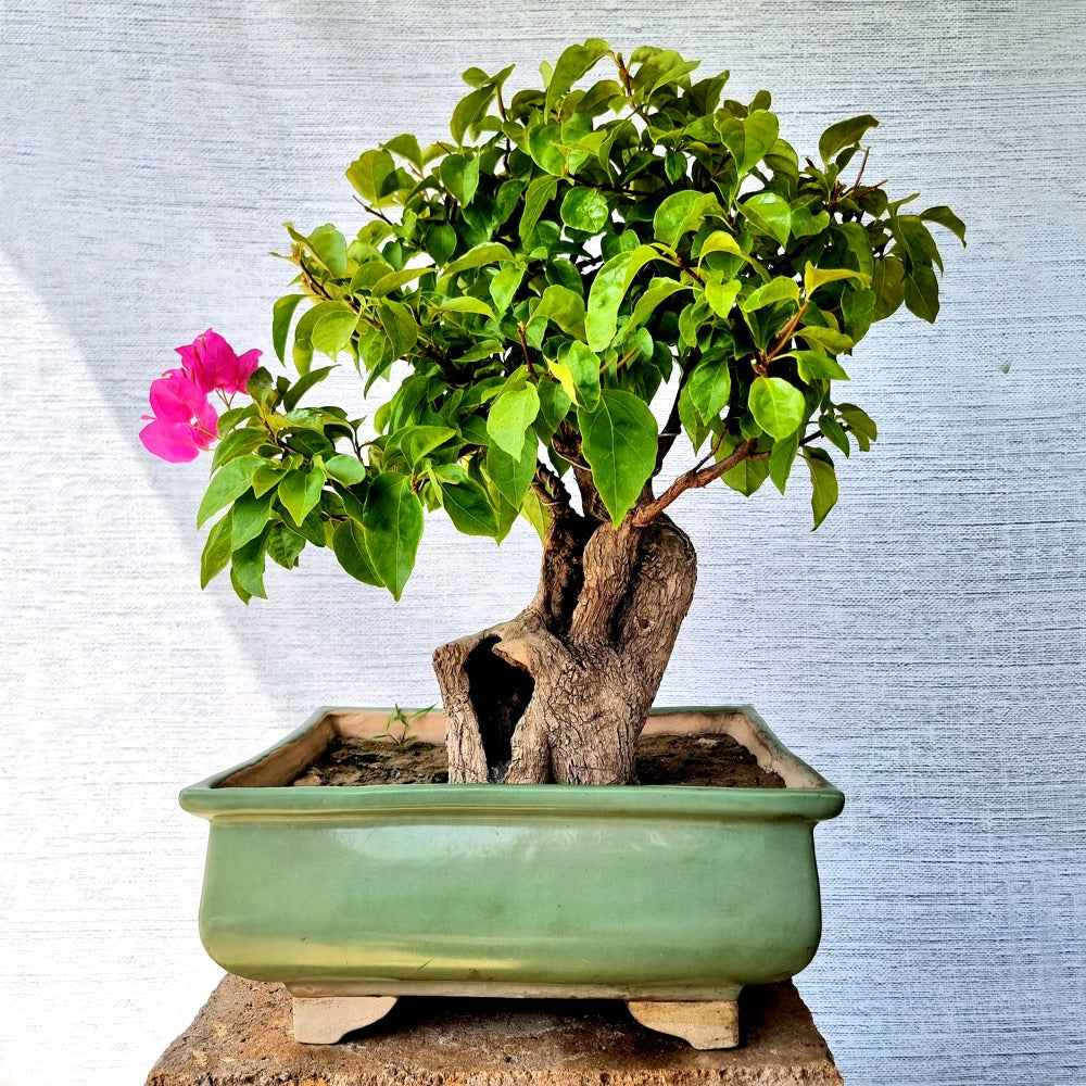 Bougainvillea Bonsai Tree
