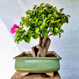 Bougainvillea Bonsai Tree