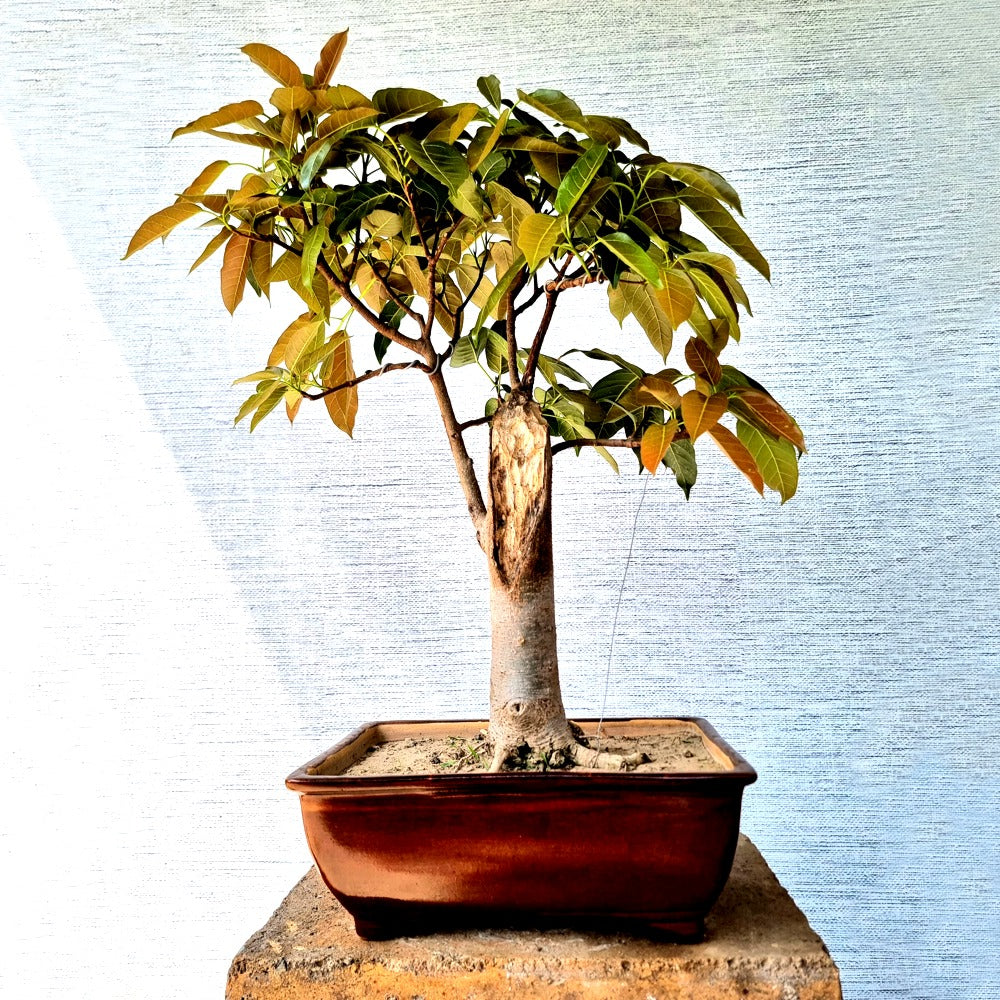 Pilkhan (Ficus Virens) Bonsai Tree
