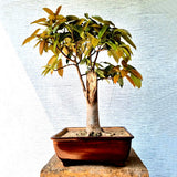 Pilkhan (Ficus Virens) Bonsai Tree