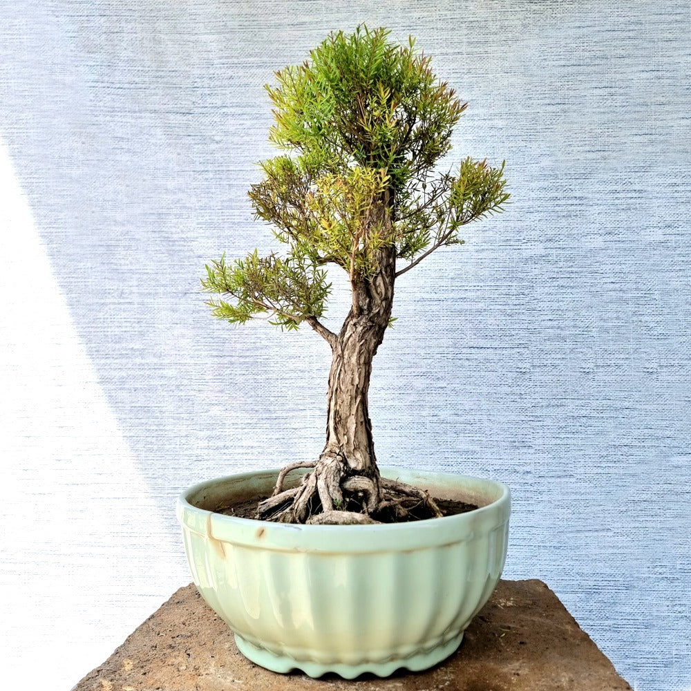 Melaleuca Bonsai Tree