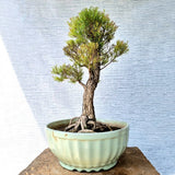 Melaleuca Bonsai Tree