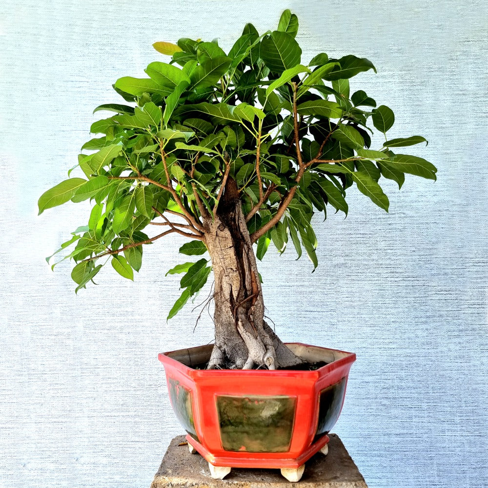 Pilkhan Bonsai Tree